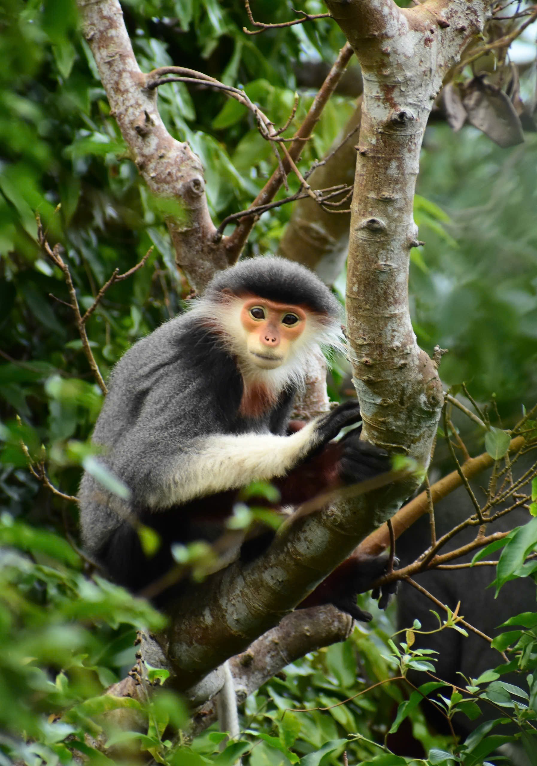 Red-Shanked Douc Langur close-up